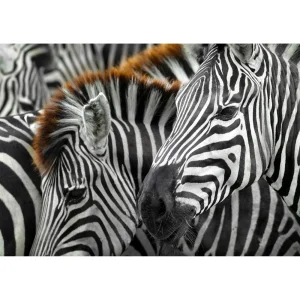 Alternative view of Puzzle Zebras (1000 kosov)
