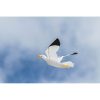 zmaj-seagul-3d-in106510-let